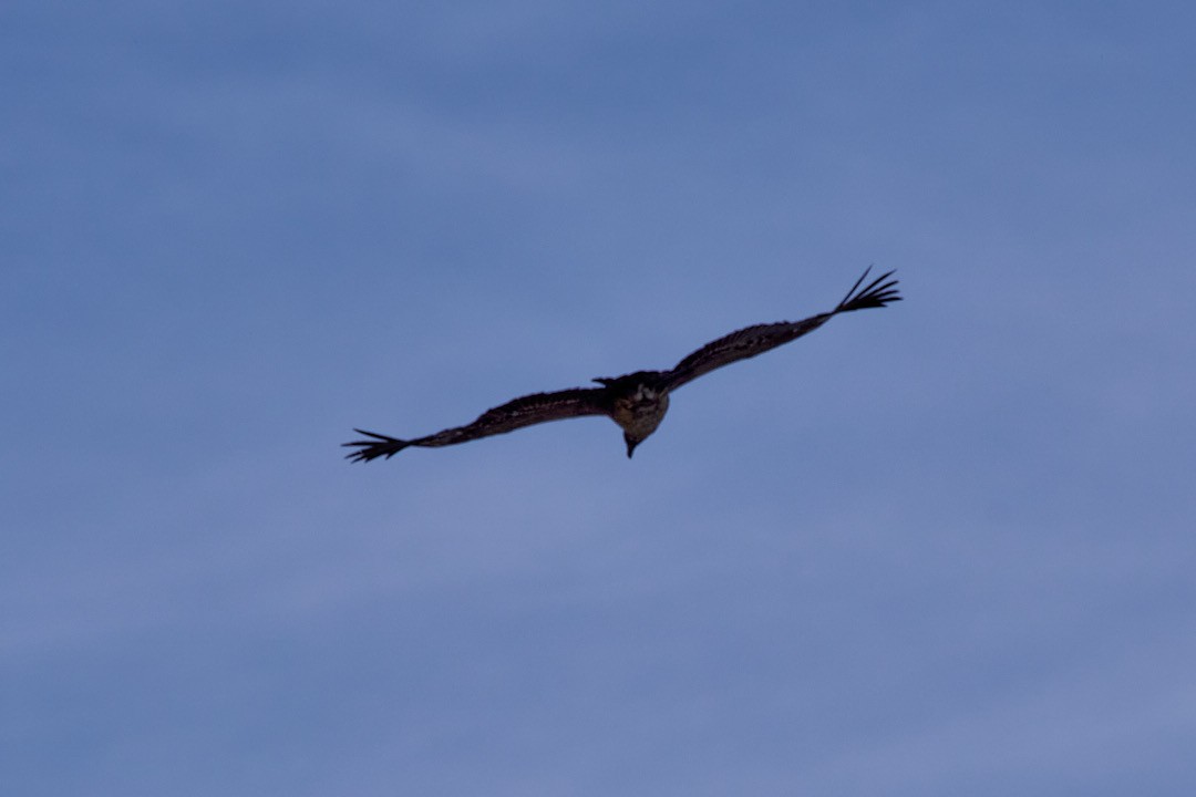 Andean Condor - Angélica  Abarca