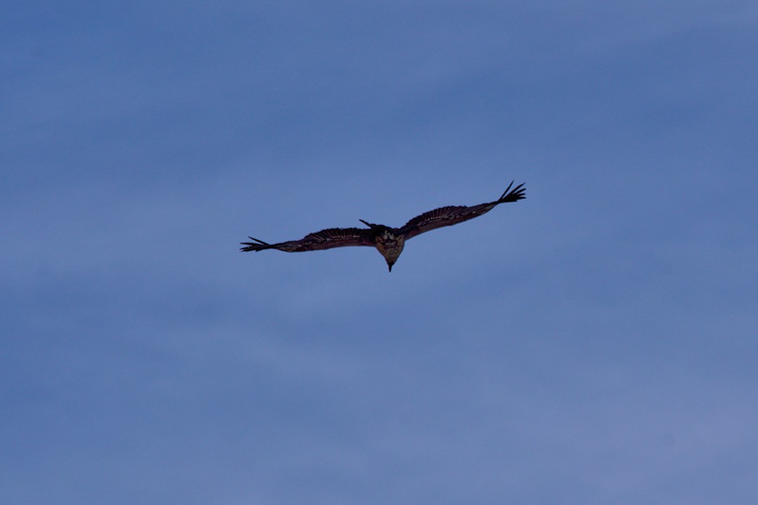 Andean Condor - Angélica  Abarca