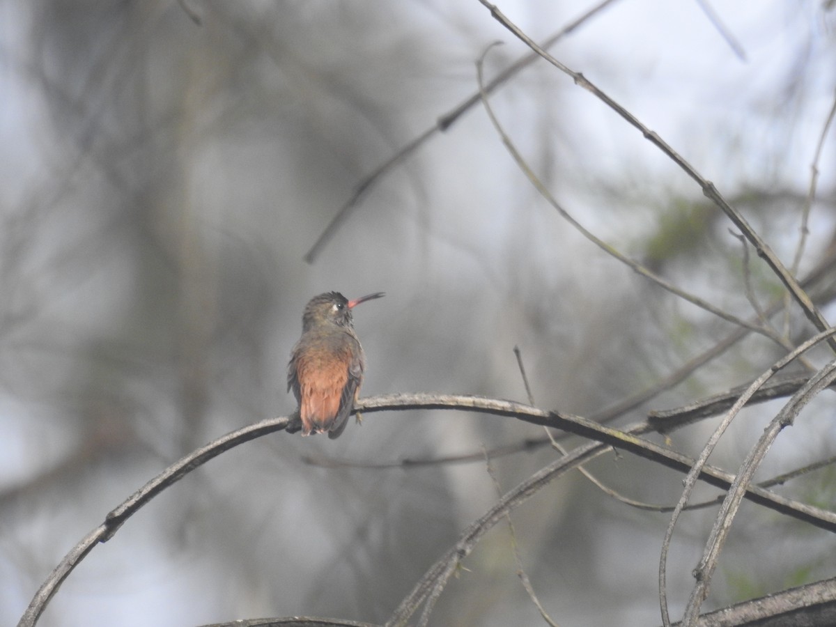 Amazilia Hummingbird - Roger Barboza Castro