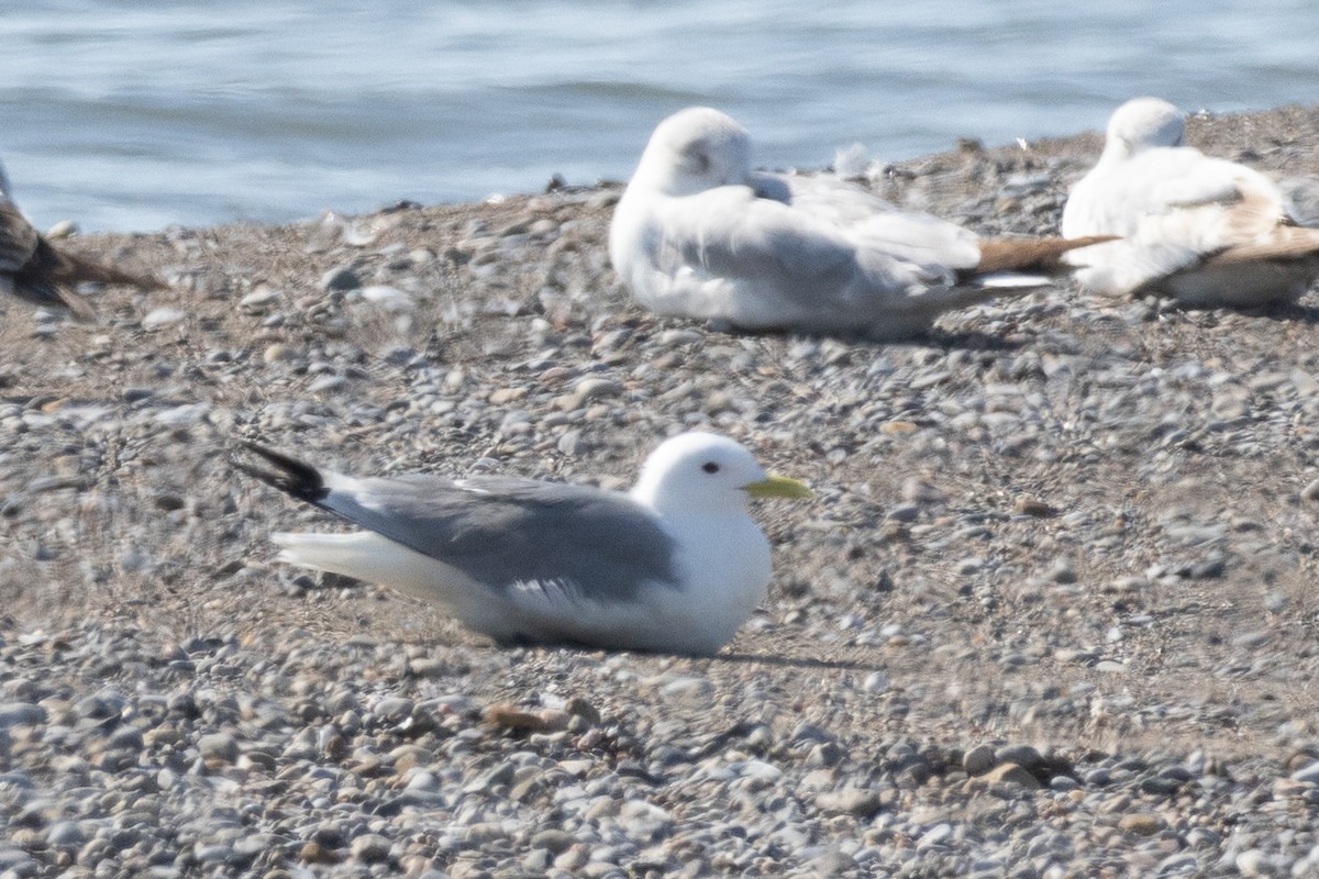 Black-legged Kittiwake - ML572313921