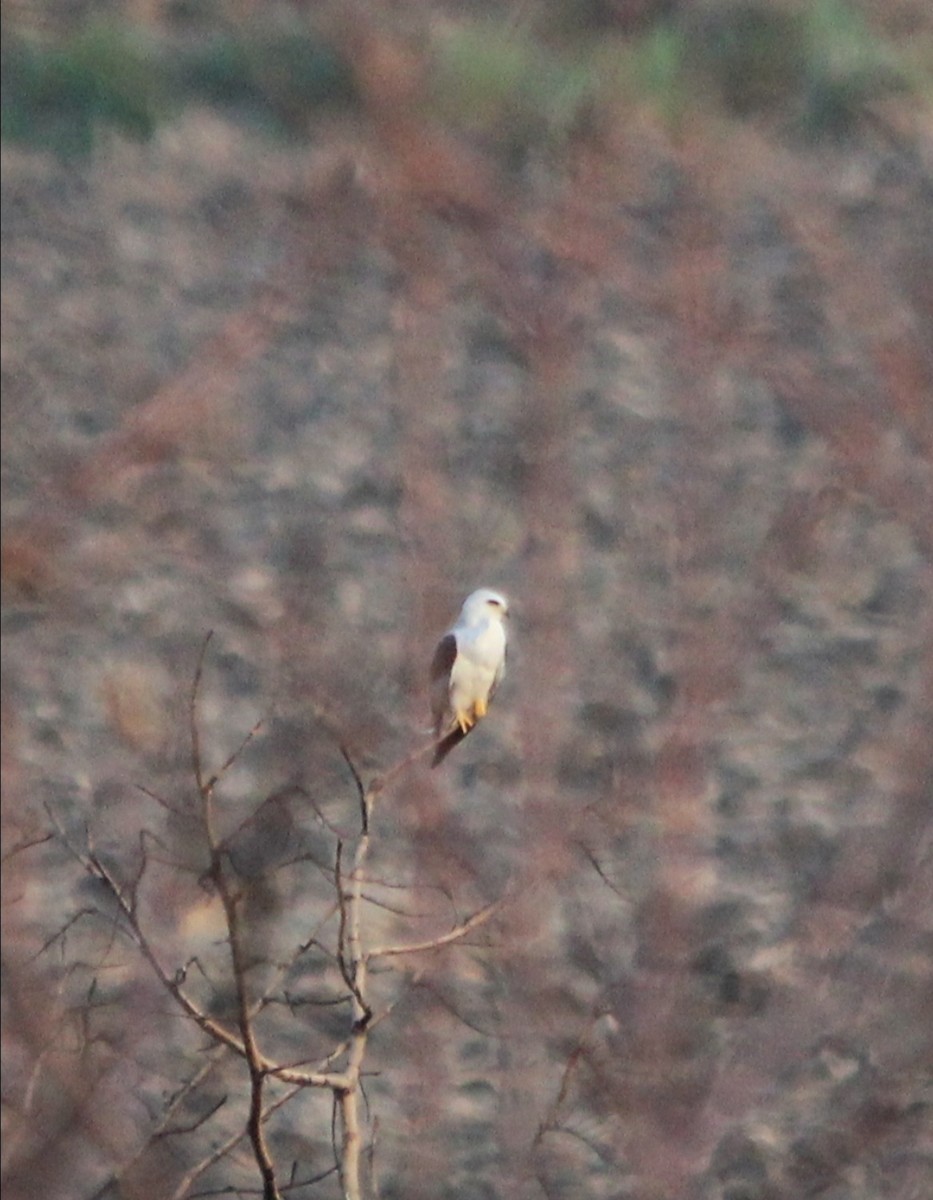 White-tailed Kite - ML572315241