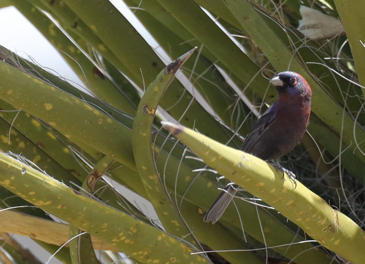 Varied Bunting - Tom Forwood JR