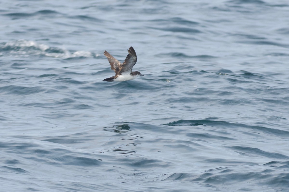 Puffin des Galapagos (forme à ailes pales) - ML572315921