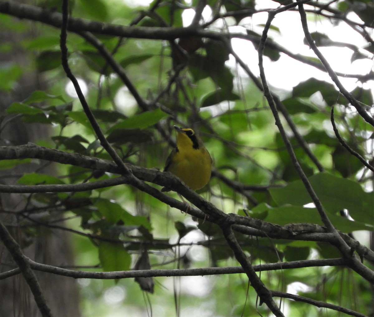 Kentucky Warbler - brendan galvin