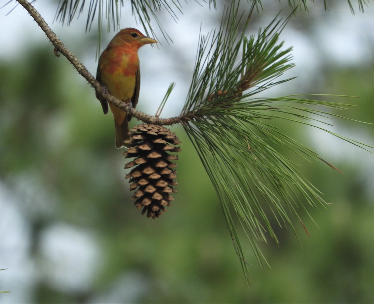 Summer Tanager - ML572317721