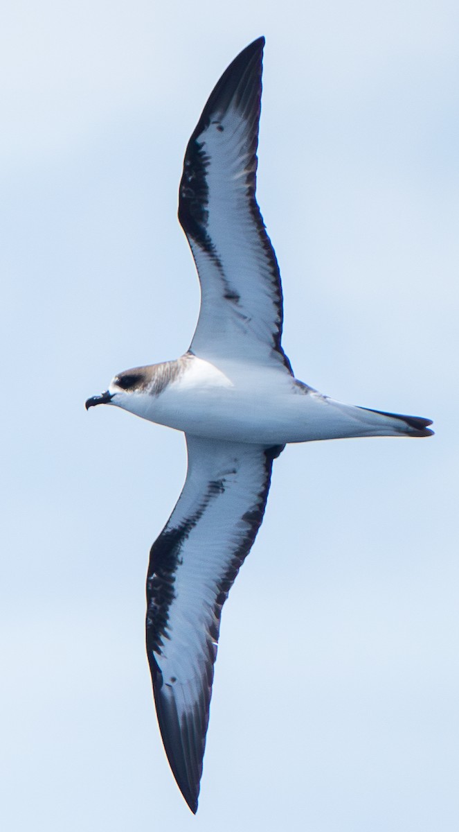 ハワイシロハラミズナギドリ - ML572318131