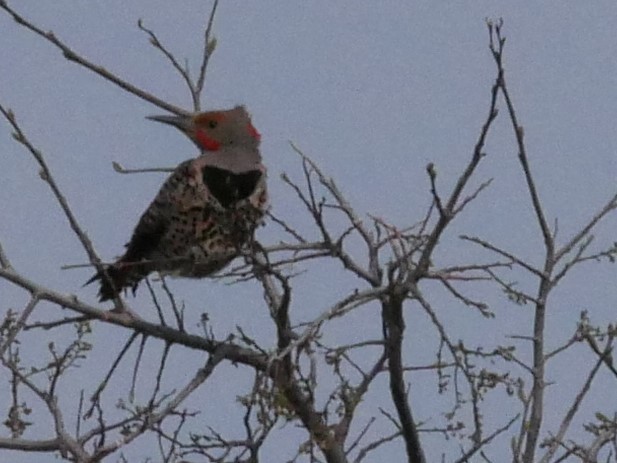 Northern Flicker (Yellow-shafted x Red-shafted) - ML57231841