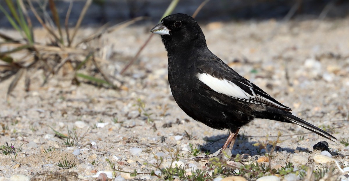 Lark Bunting - ML572318721
