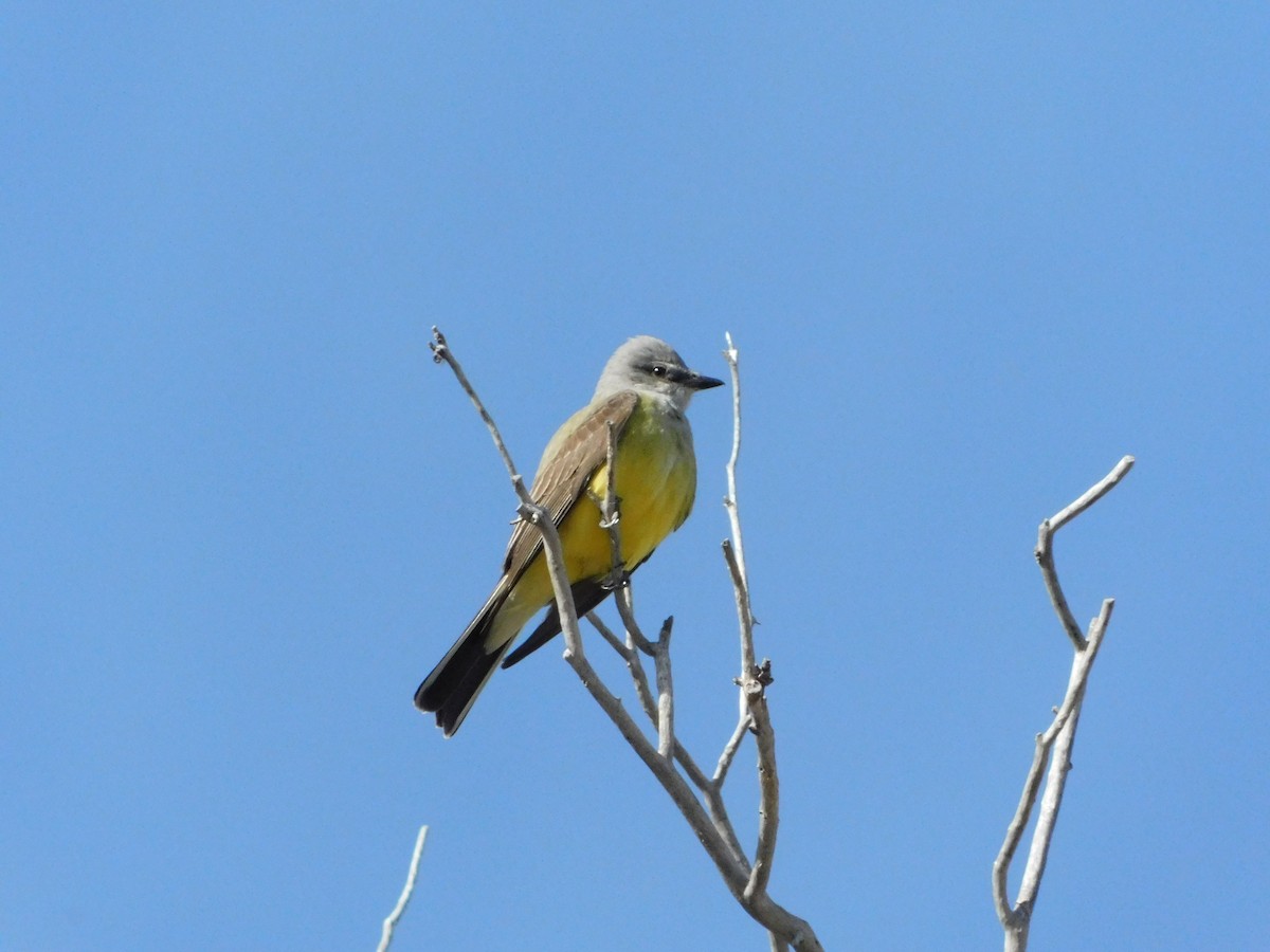 Western Kingbird - ML572319361