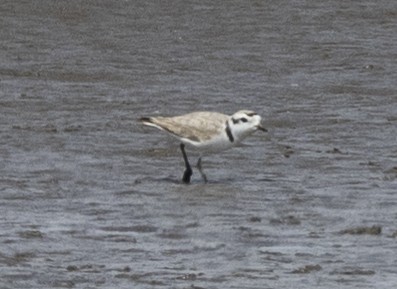 Snowy Plover - Peter Kondrashov