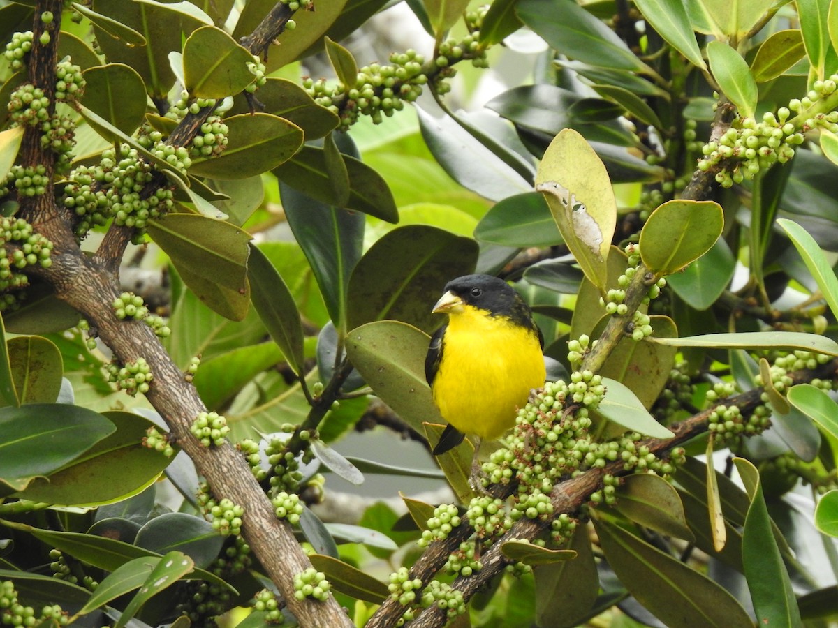 Lesser Goldfinch - ML572320191