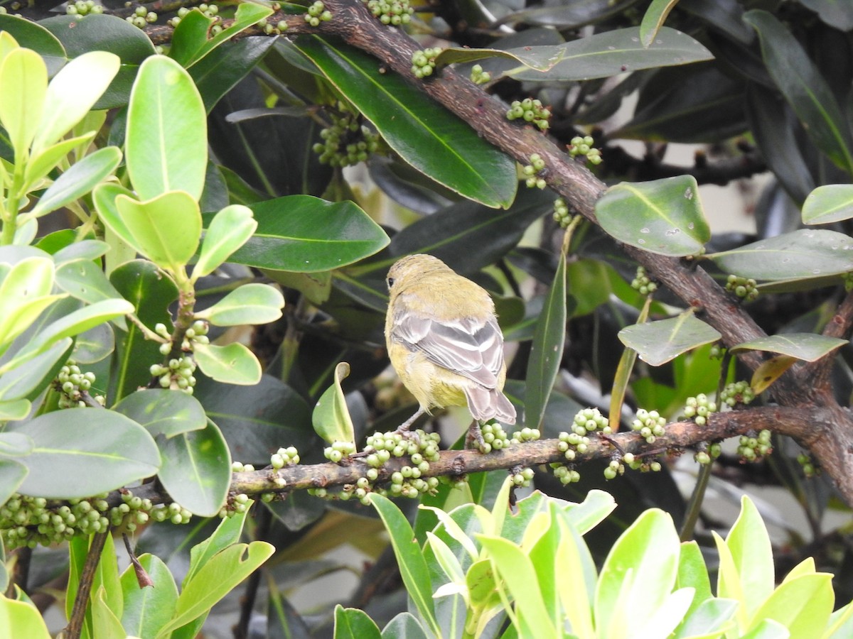 Lesser Goldfinch - ML572320451