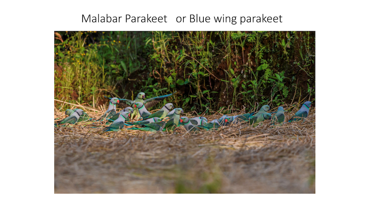 Malabar Parakeet - ML572320521