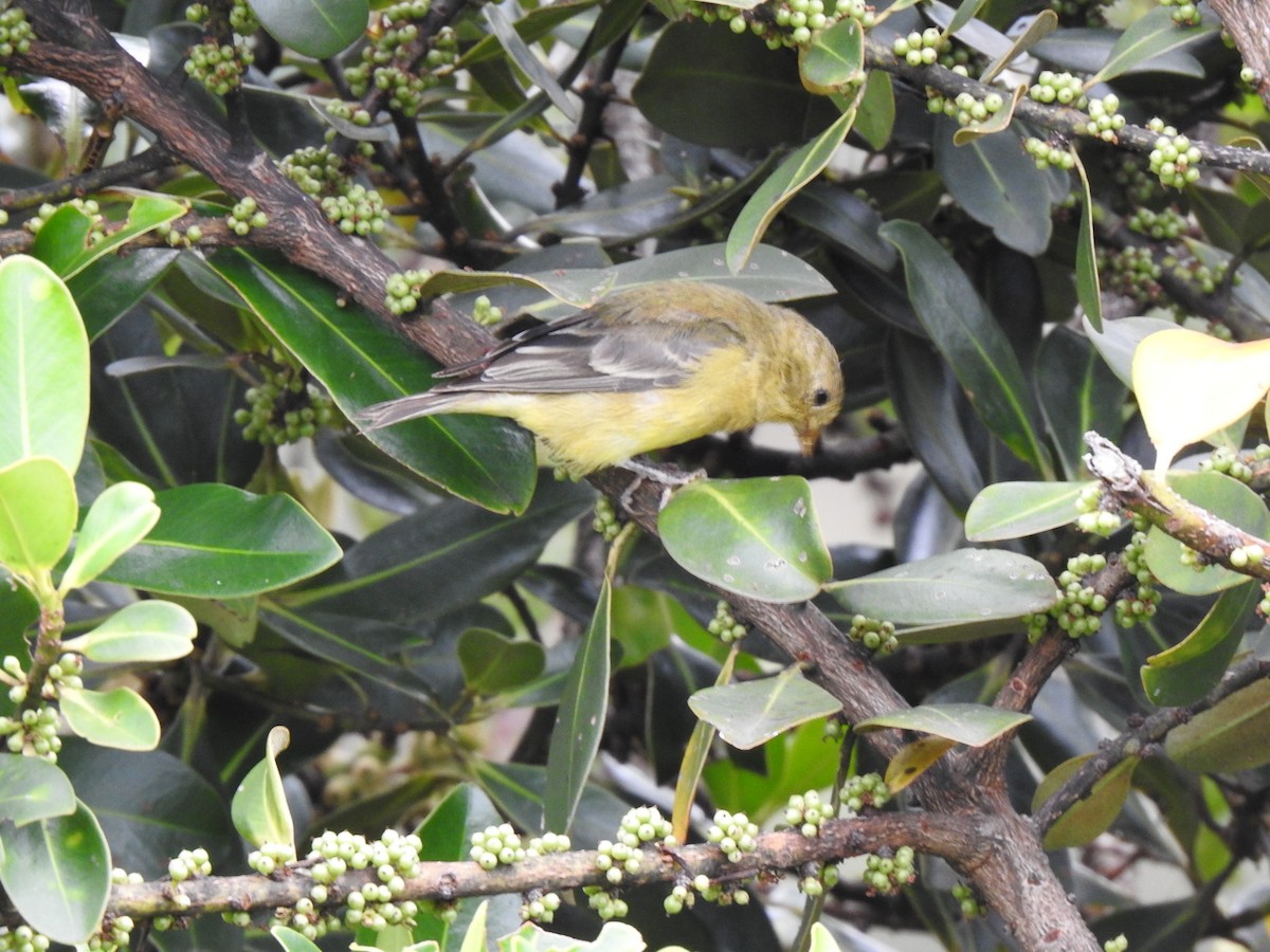 Lesser Goldfinch - ML572320531