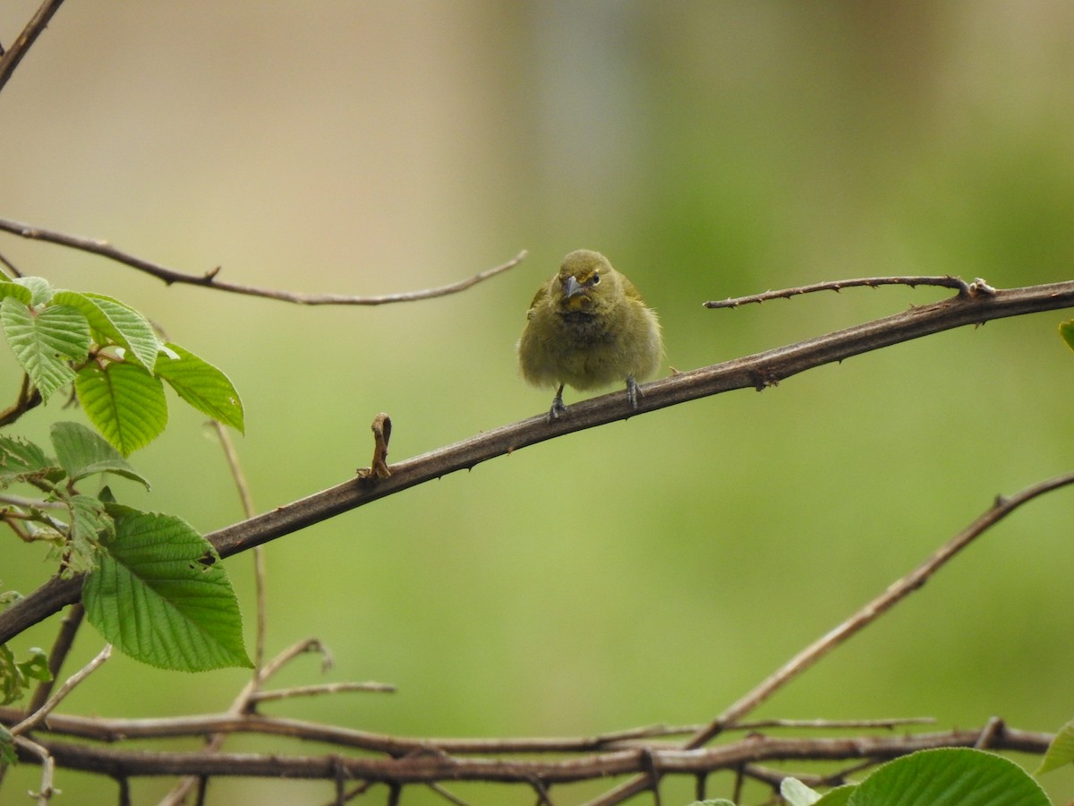 Yellow-faced Grassquit - ML572321461