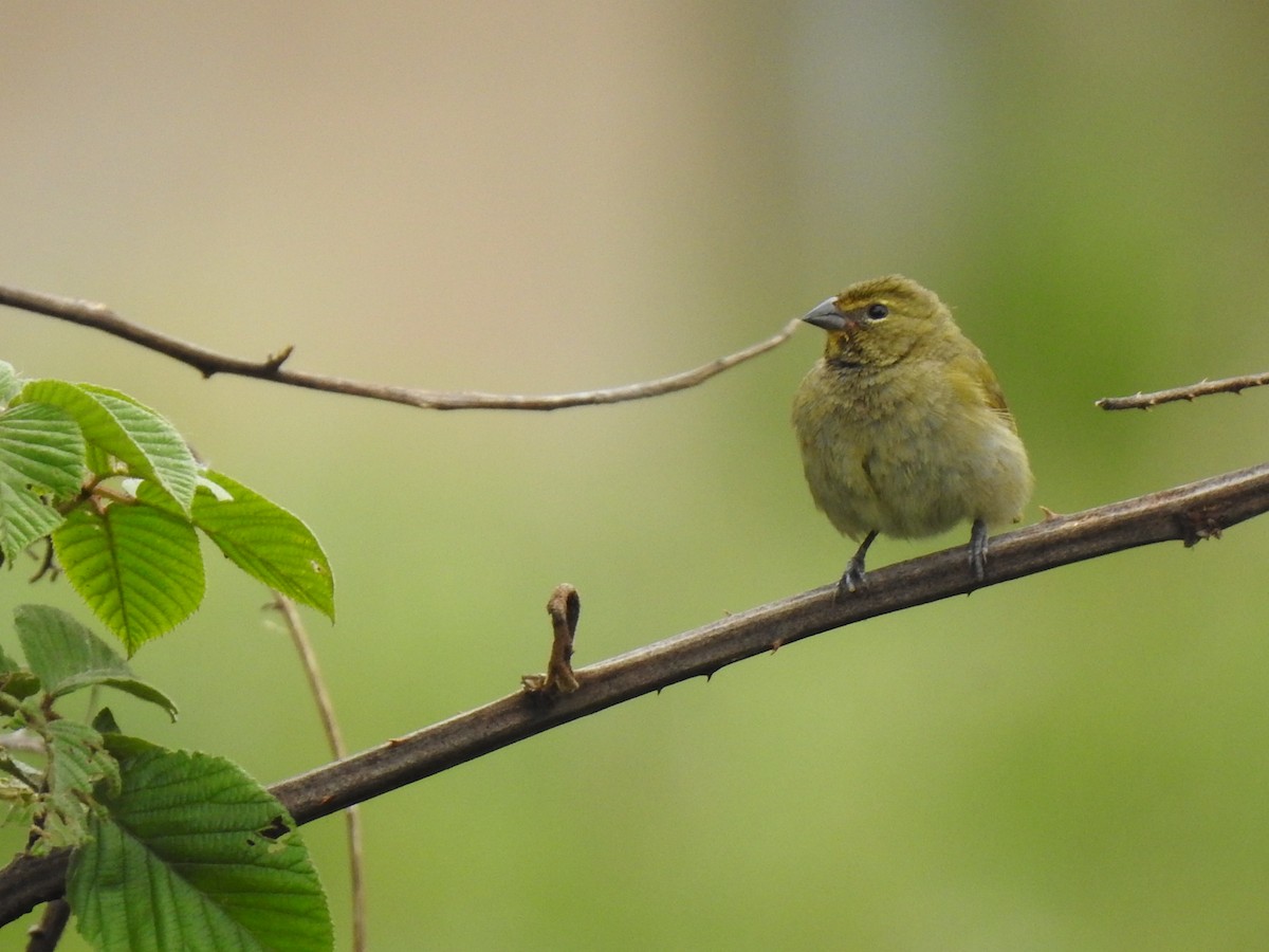 Yellow-faced Grassquit - ML572321661