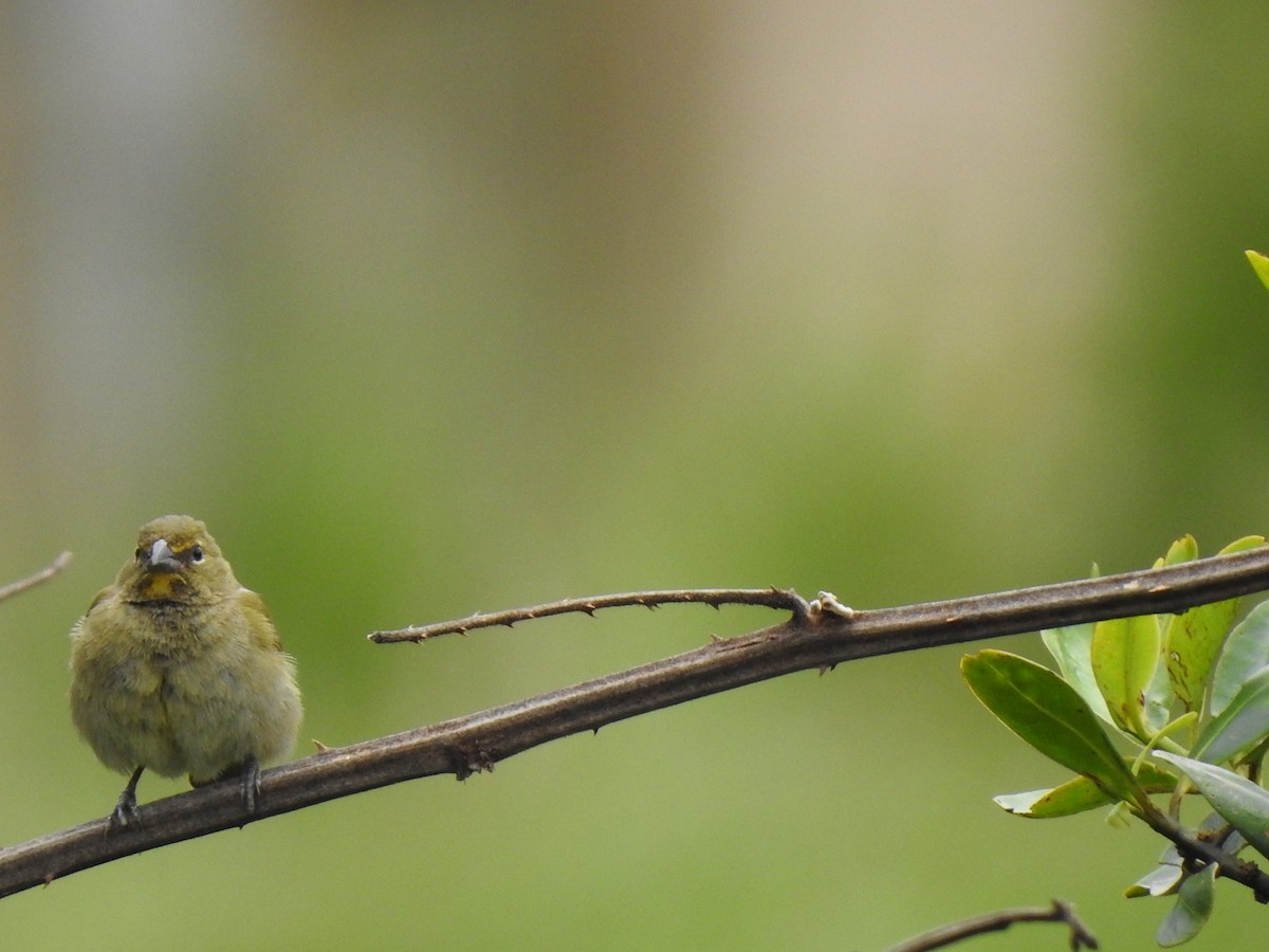 Yellow-faced Grassquit - ML572321701