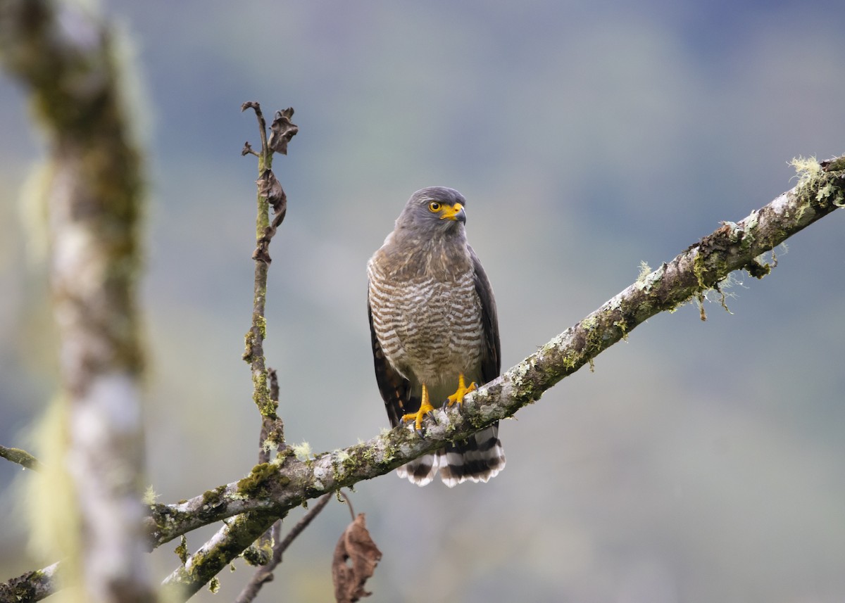 Roadside Hawk - Richard Ribera Salinas