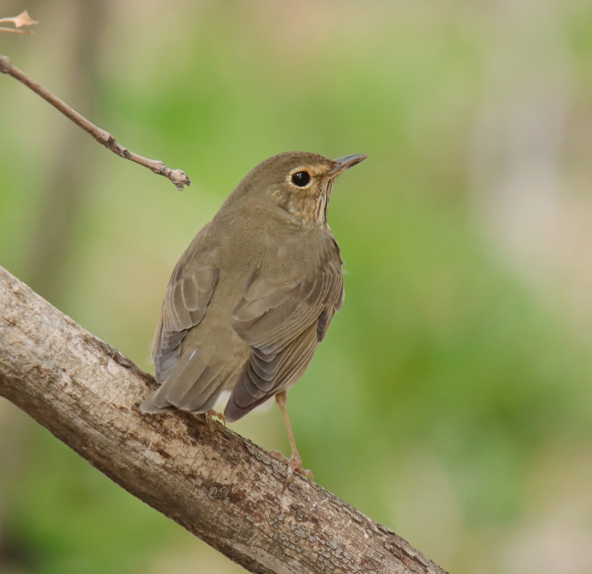 Swainson's Thrush - ML572321921