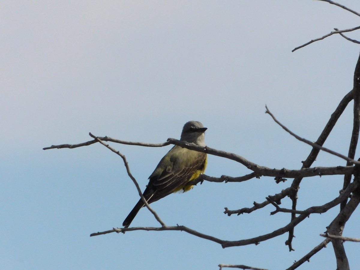 Western Kingbird - ML572323671