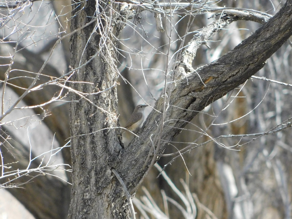 Rock Wren - ML572324001