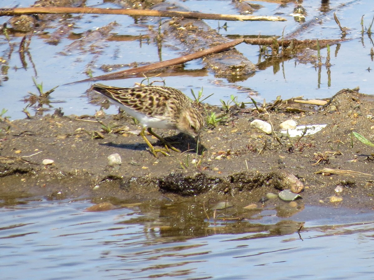 Least Sandpiper - ML572324411