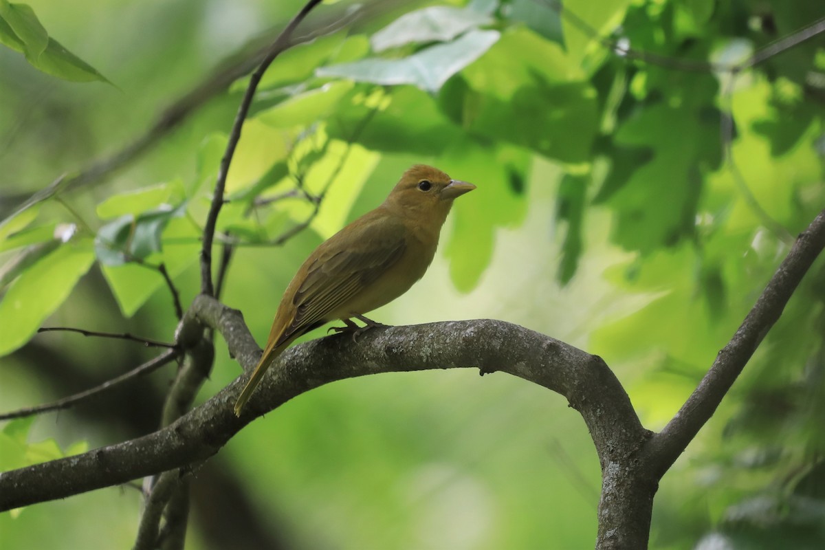 Summer Tanager - ML572325111