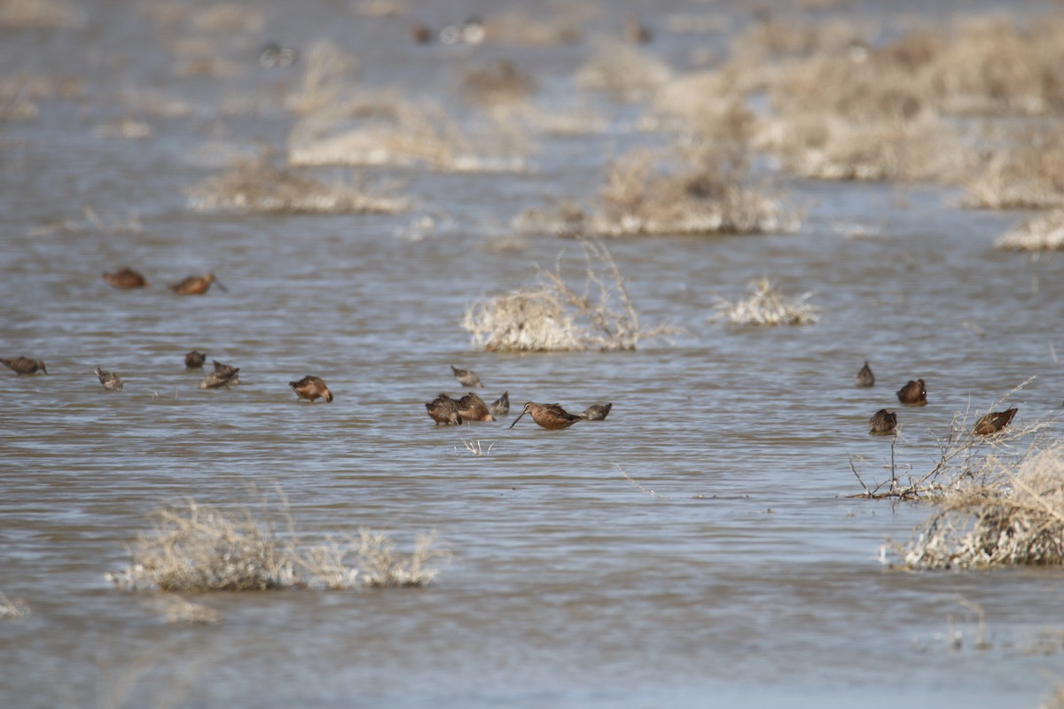 Long-billed Dowitcher - ML572325431