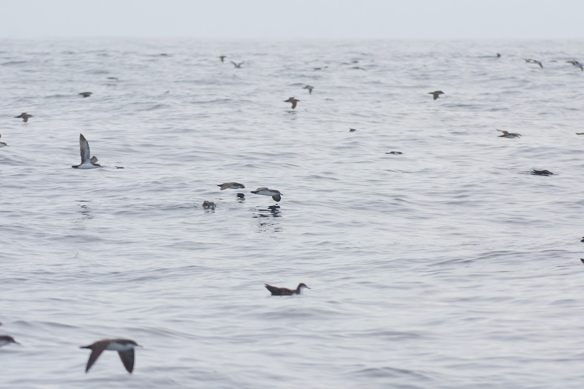 Puffin des Galapagos (forme à ailes pales) - ML572325451