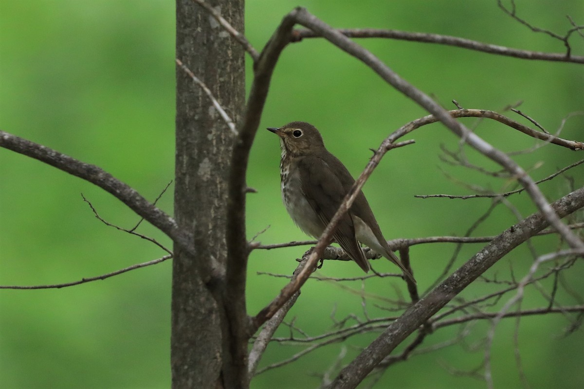 Swainson's Thrush - ML572326041