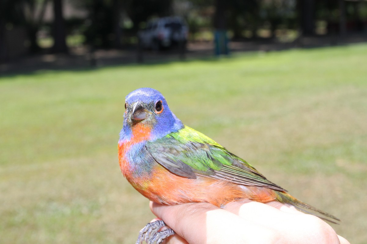 Painted Bunting - ML572326881
