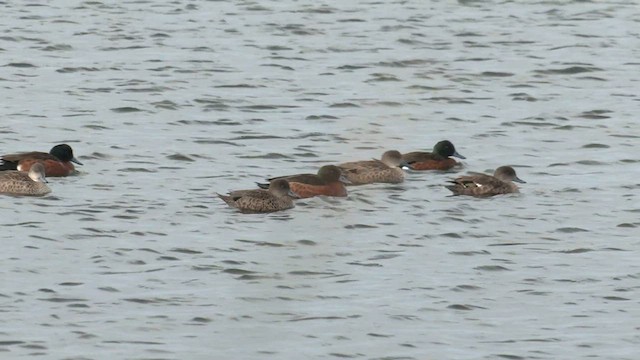 Chestnut Teal - ML572328671