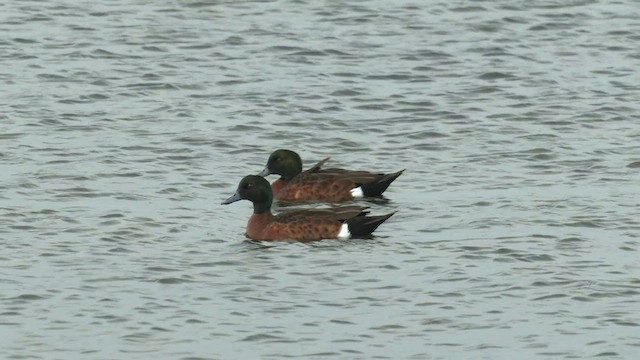 Chestnut Teal - ML572328711