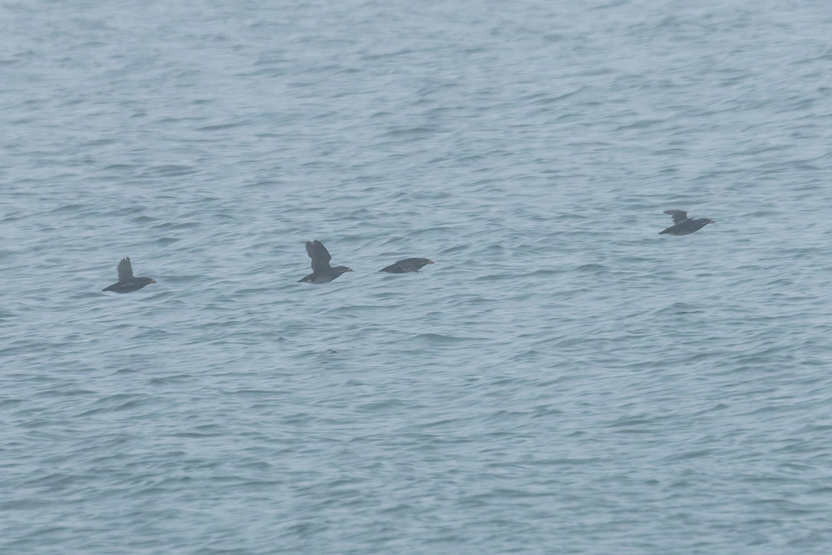 Rhinoceros Auklet - ML572329971