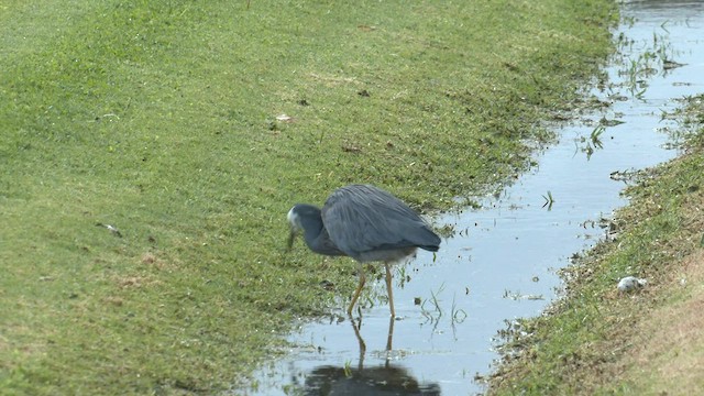 White-faced Heron - ML572330571