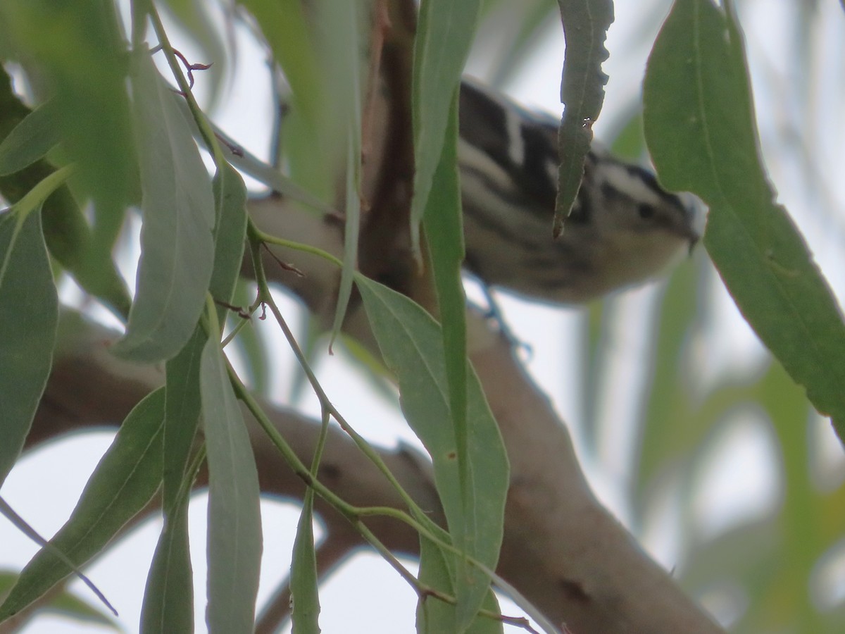 Black-and-white Warbler - Shirley Reynolds