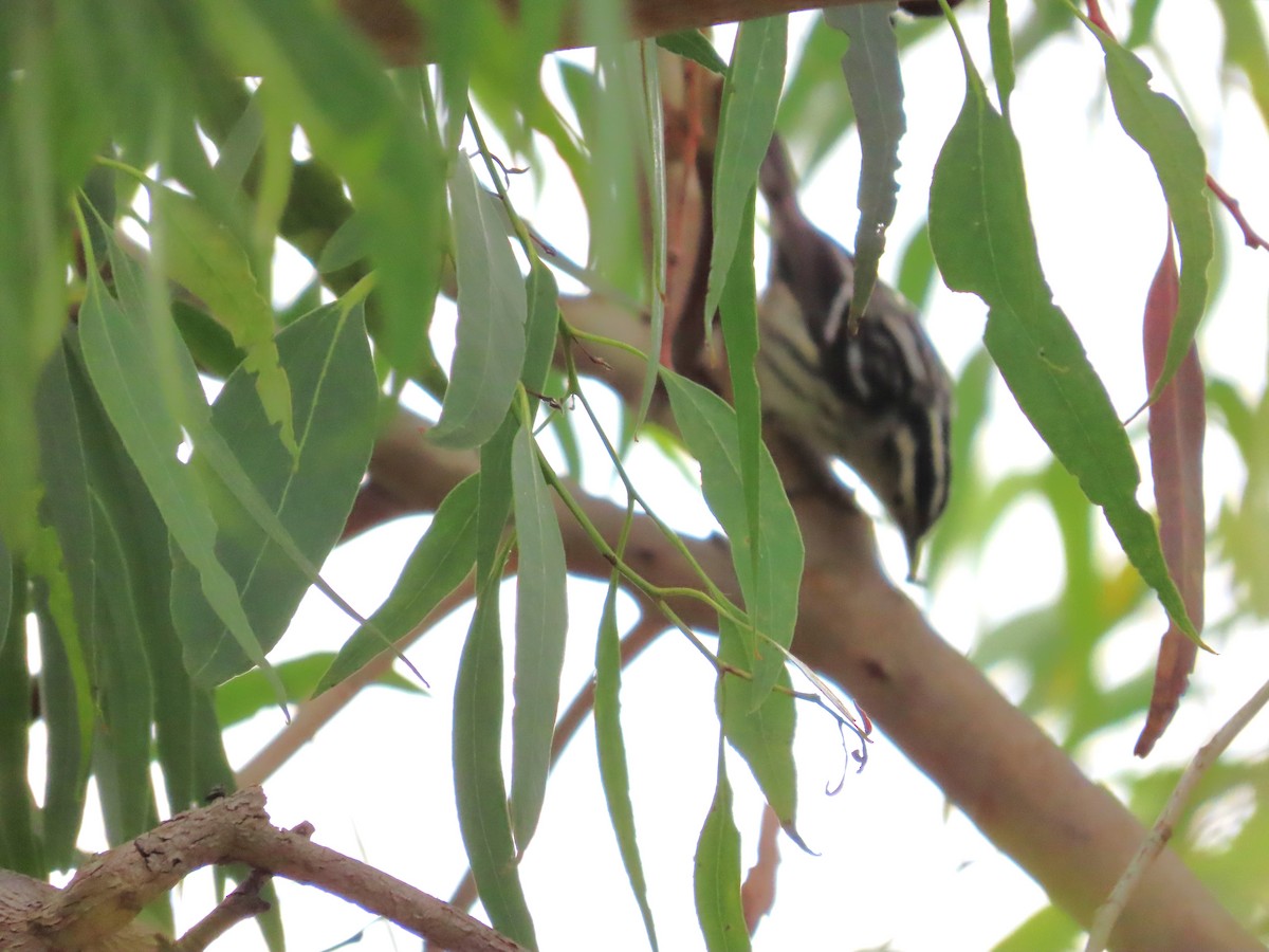 Black-and-white Warbler - Shirley Reynolds