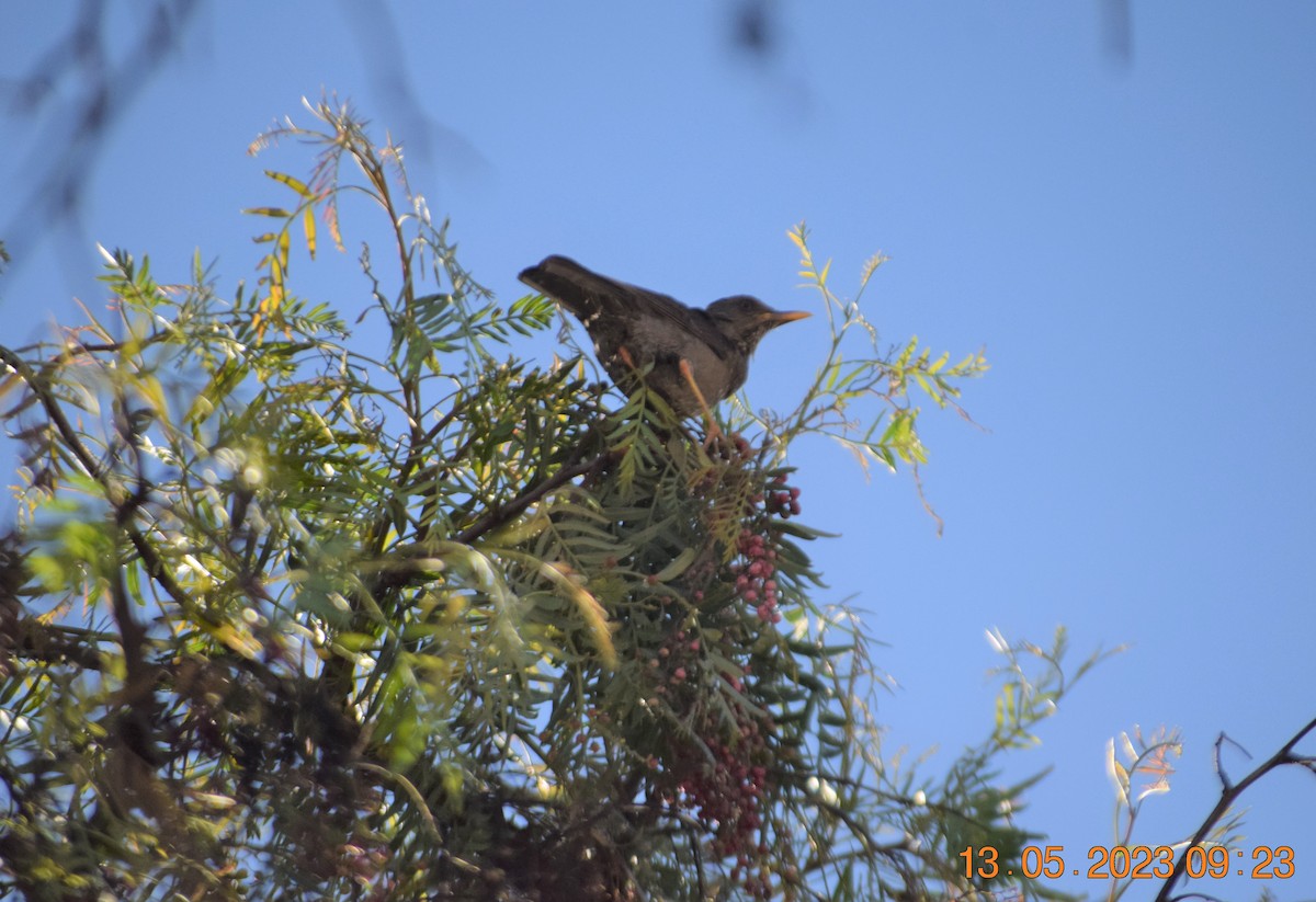 Chiguanco Thrush - ML572331211