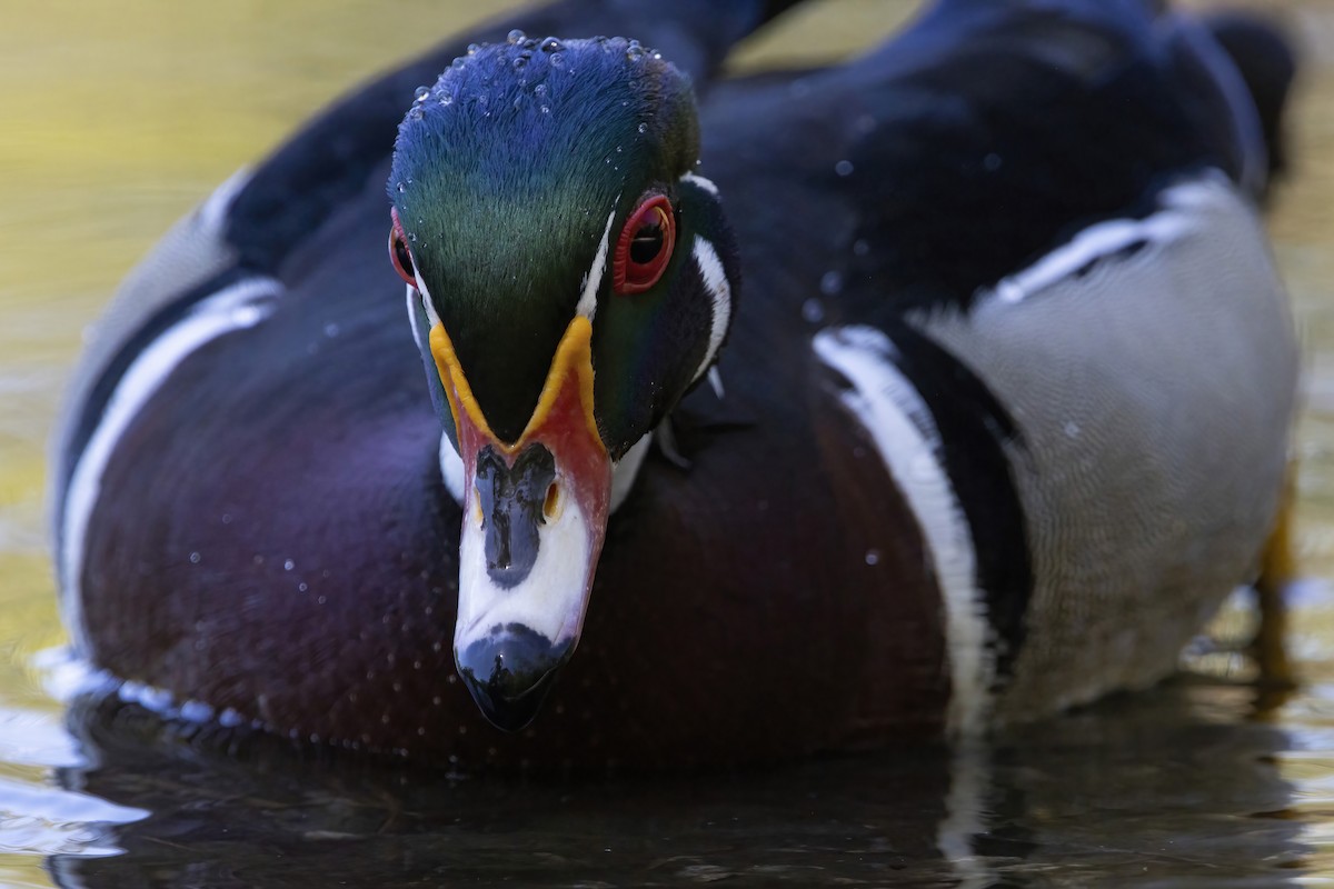 Wood Duck - ML572331261