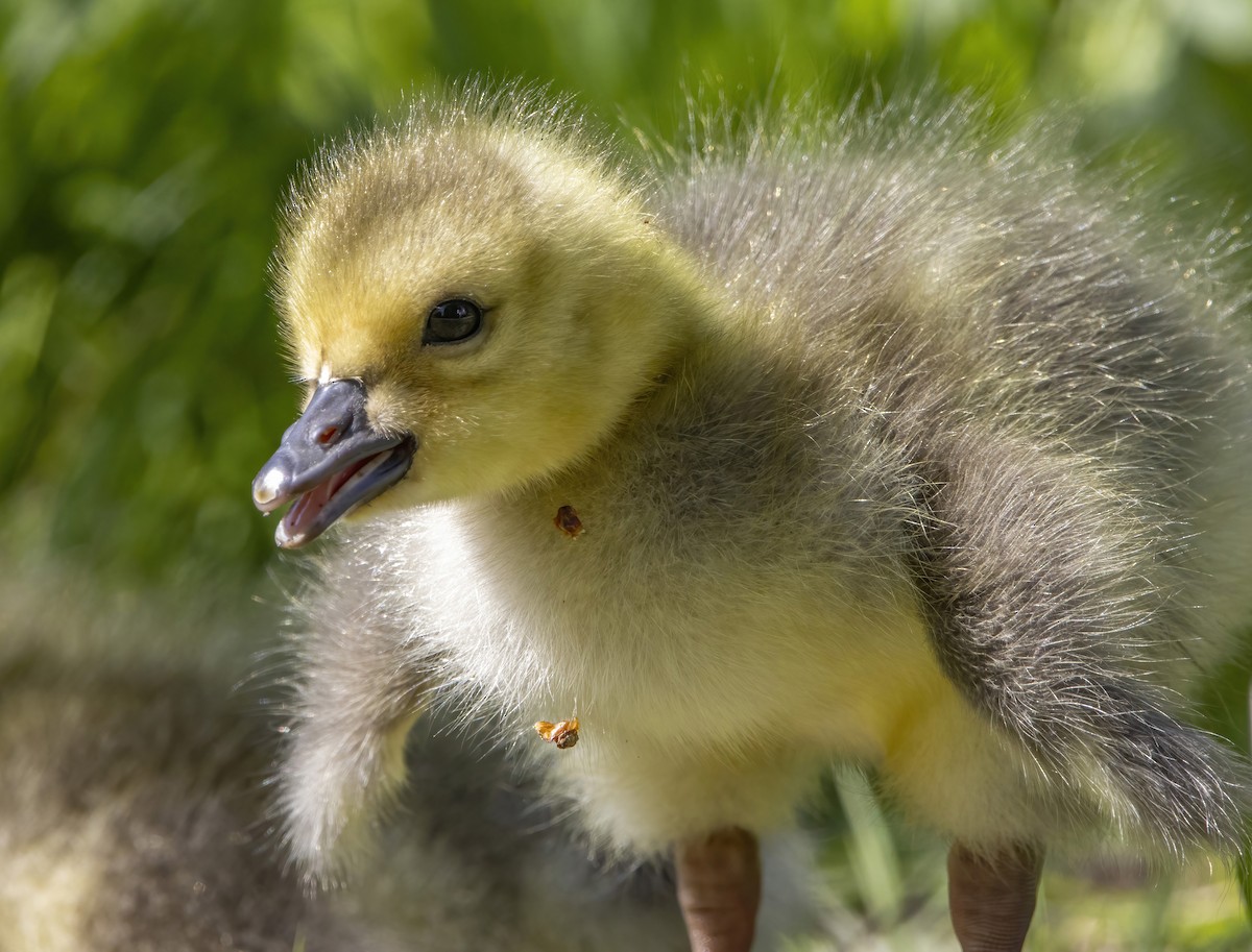 Canada Goose - ML572331851