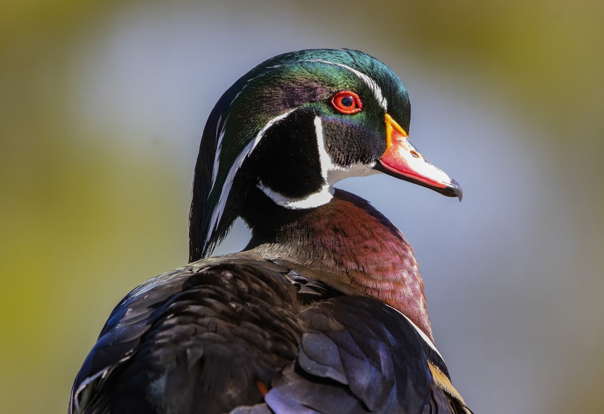 Wood Duck - ML572331951