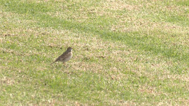 Bisbita Neozelandés (grupo australis) - ML572332181