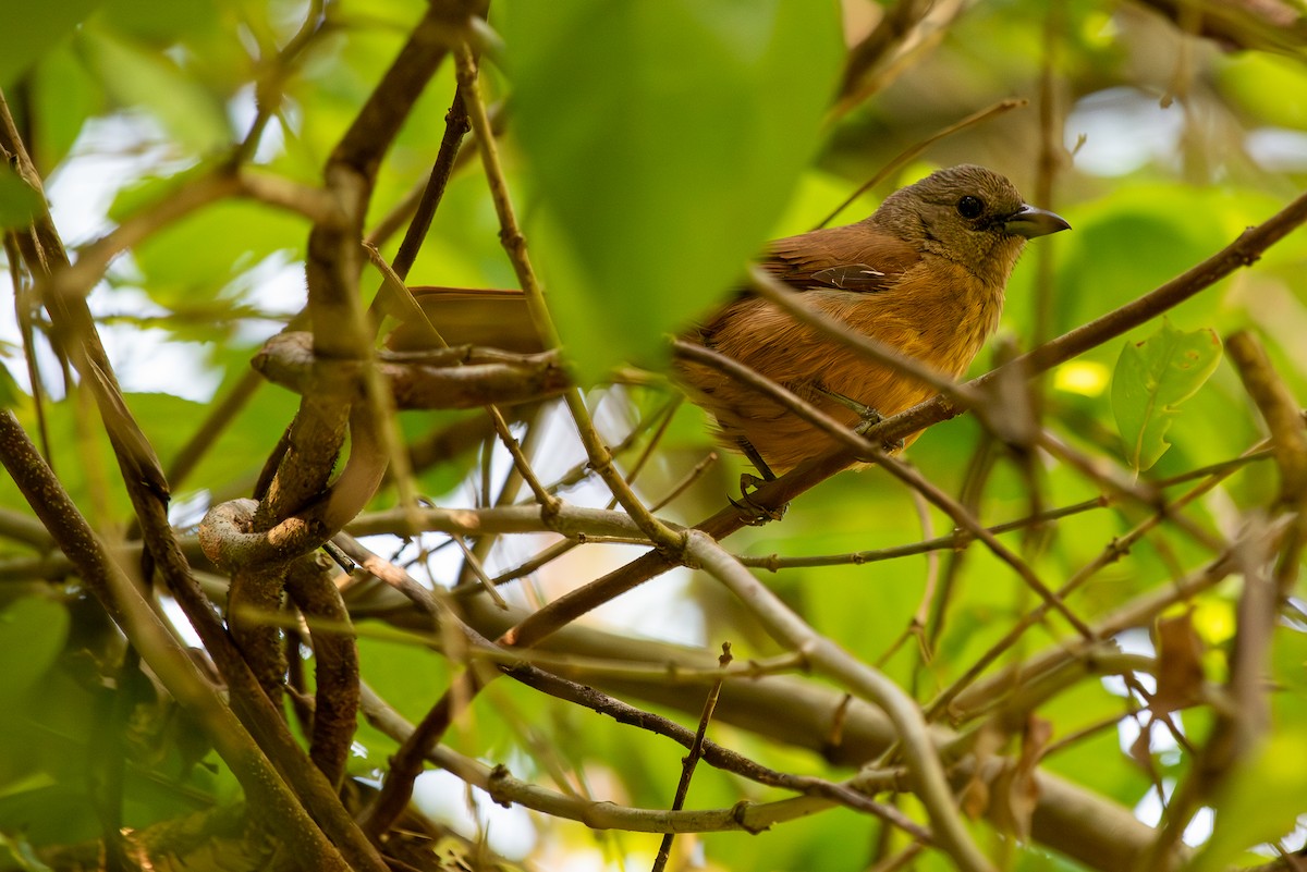 Ruby-crowned Tanager - Rodrigo M