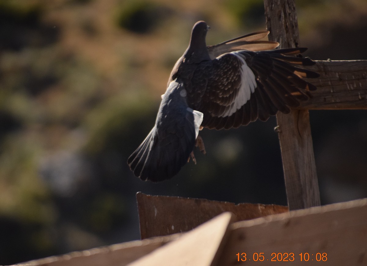 Spot-winged Pigeon - ML572333471