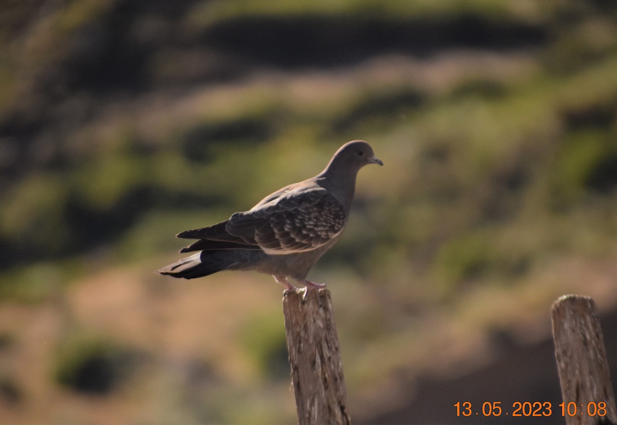 Spot-winged Pigeon - ML572333481