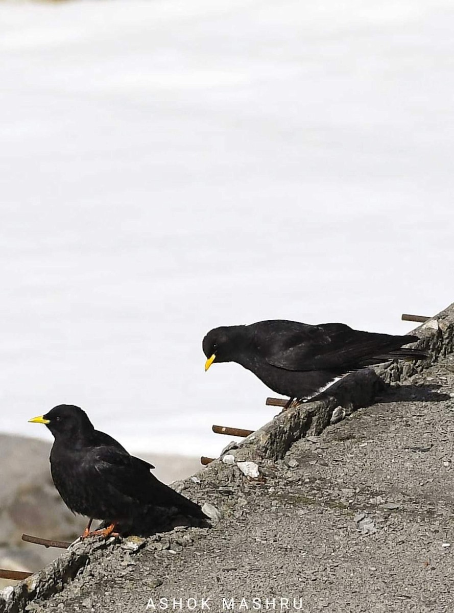 Yellow-billed Chough - ML572333711