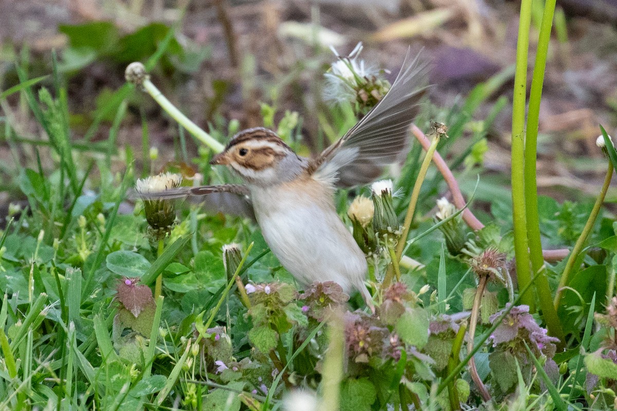 Clay-colored Sparrow - Xiaoni Xu