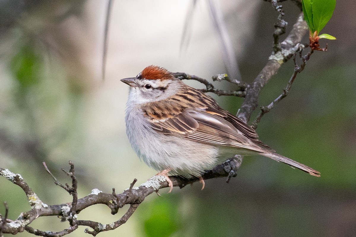 Chipping Sparrow - ML572334671