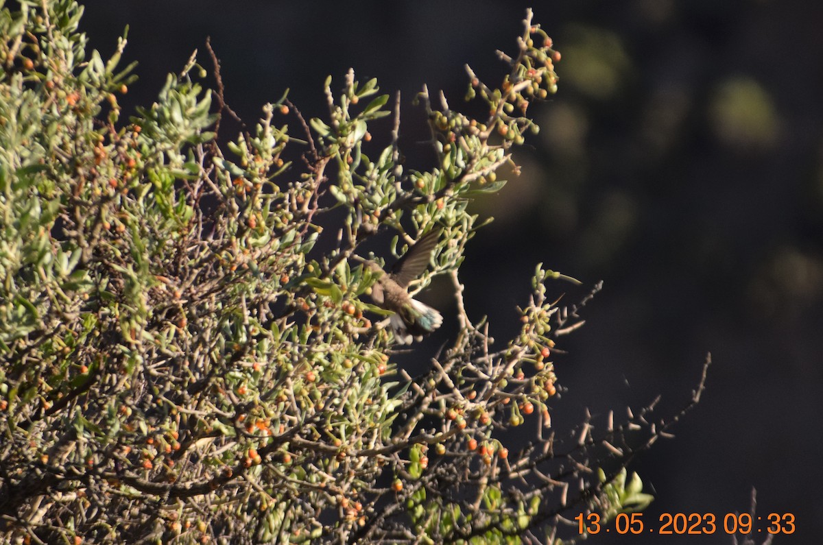 Colibrí Puneño - ML572334991