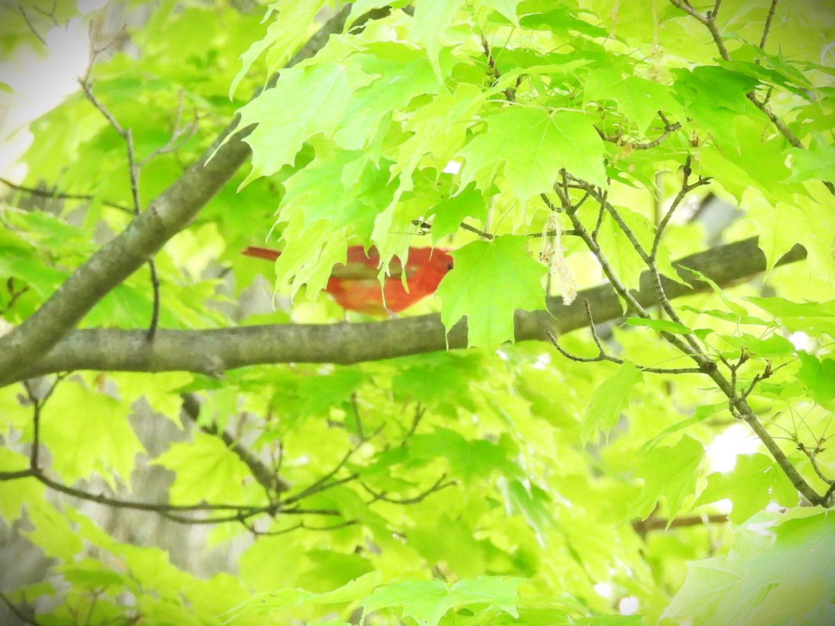 Summer Tanager - ML572335801